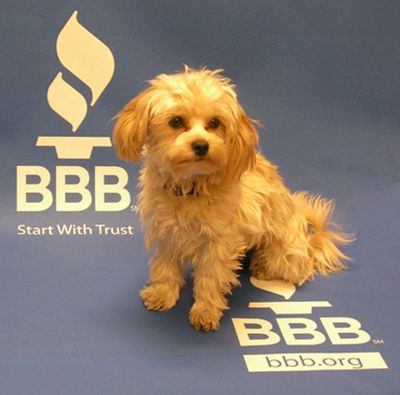 Itsy has become a permanent part of the local BBB office and has been a big help in boosting morale among office personnel. (Courtesy of Jan Quintrall / The Spokesman-Review)