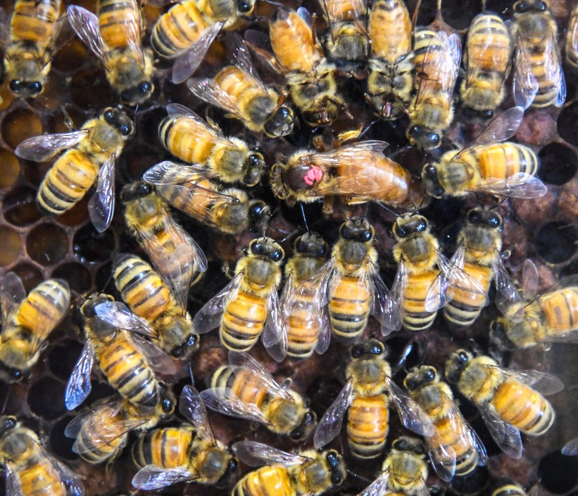 Spokane County Interstate Fair Day 1 - Sept. 7, 2018 | The Spokesman-Review