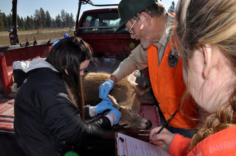 WSU wildlife student Sarah Tompkins takes pointers from hunter education instructor Jim Kujala on measuring antler growth on a yearling whitetail at the Chattaroy hunter check station on Oct. 20, 2013, while WSU student Taylor Harrigan records the data.   (Rich Landers)