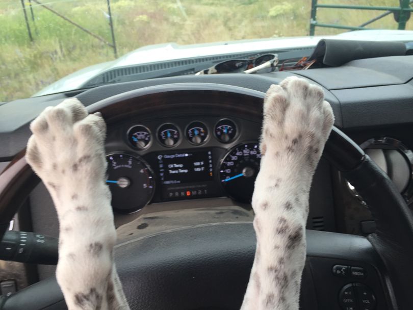 A designated dog takes the wheel after a hunt training workout. (Dan Hoke / Dunfur Kennel)
