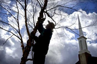 
Tree-trimming should be done by an expert but it may be expensive.
 (File Photo / The Spokesman-Review)