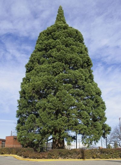 This Nov. 22, 2006, file photo shows a giant sequoia tree sitting next to St. Luke’s Hospital in downtown Boise. (Troy Maben / Associated Press)