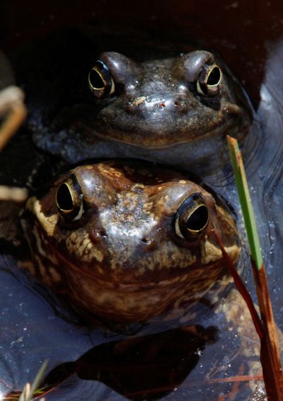 ORG XMIT: MOSB104 Frogs seen in a forest pool (74  miles)120 km north-west of St. Petersburg, Russia, Sunday, May 3, 2009. (AP Photo/Dmitry Lovetsky) (Dmitry Lovetsky / The Spokesman-Review)