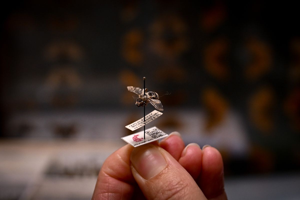 Dr. Elizabeth Murray holds a bee while showing a new QR code tagging system WSU is using in their collection on Monday, Aug. 5, 2024, at The M.T. James Entomological Collection in Pullman, Wash. The school is working to produce a “Bee Atlas” for bees in the state of Washington.  (Tyler Tjomsland/The Spokesman-Review)