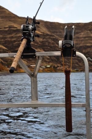 Neither the fishing rods nor the fish "dispatcher" have been getting much down time on Paolino's boat during this fishing season with a record run of steelhead moving up the Snake River. (Rich Landers / The Spokesman-Review)