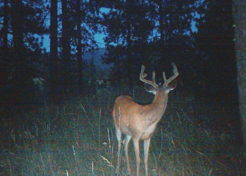 This whitetail buck was photographed the evening of July 23, 2011, in Stevens County by a motion-activated scouting camera set up by Kevin Scheib of Colville.
 (Kevin Scheib)