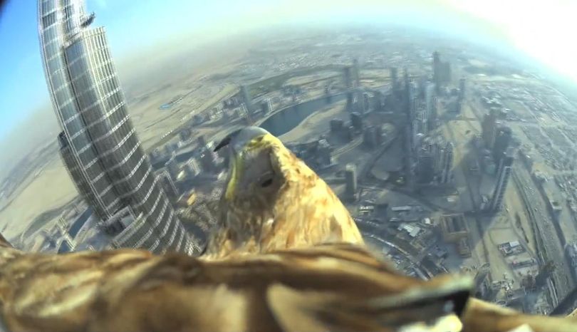 An imperial eagle soars over Dubai after being launched from the world's highest building.