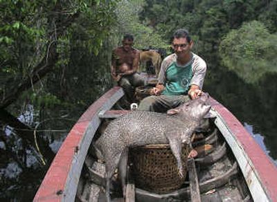 
Hunters transport a wild pig claimed to be a new species along the Arauazinho river in the Brazilian Amazon in 2003. Associated Press
 (Associated Press / The Spokesman-Review)