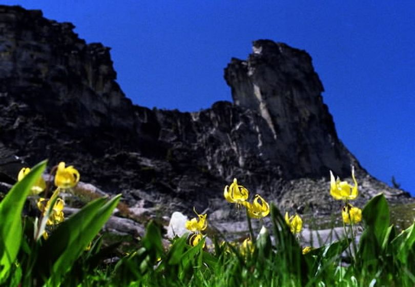 Glacier lilies on the east side of Chimney Rock in Idaho Selkirk Mountains. (Rich Landers)