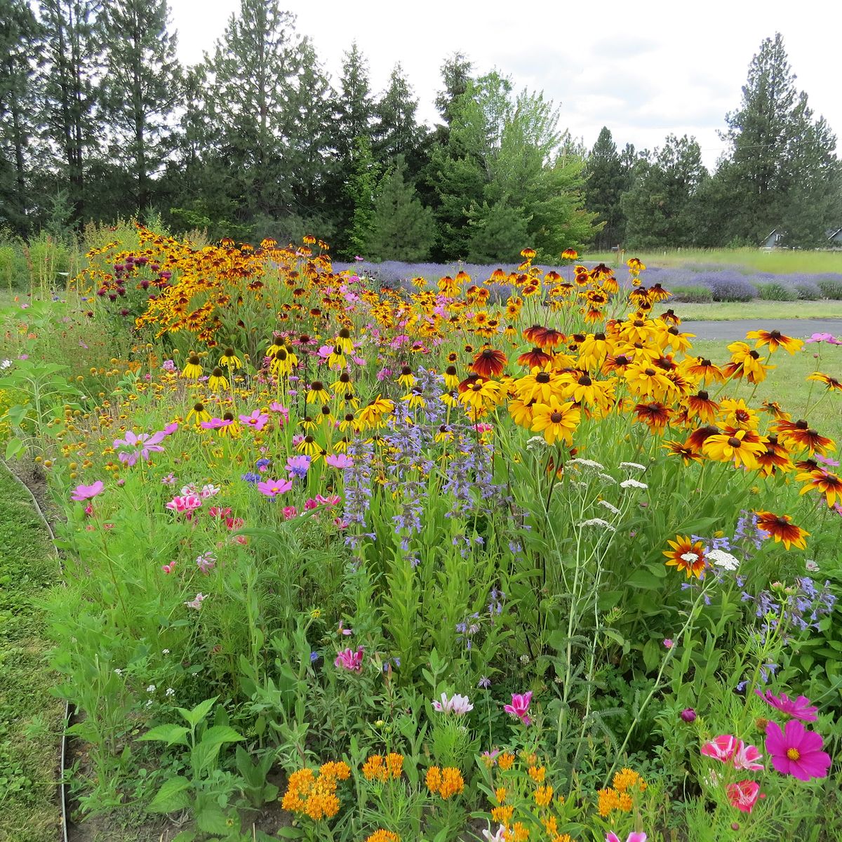 Pollinator gardens provide pollen, nectar and habitat for beneficial insects and pollinators. It’s important to plant diverse types of flowers for seasonlong bloom.  (Susan Mulvihill/For The Spokesman-Review)