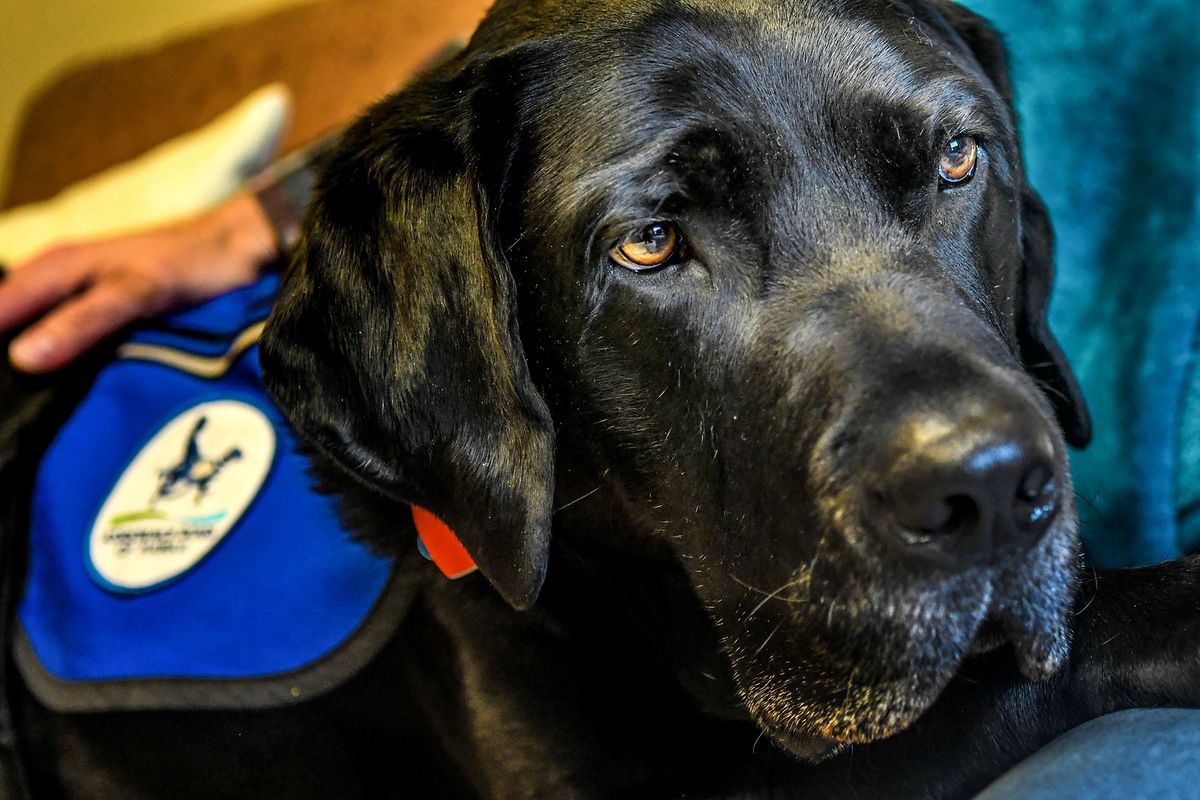 Lutheran Community Services dog, Walker, is photographed Monday in Spokane. Walker comforts victims throughout the criminal justice process.  (Kathy Plonka/The Spokesman-Review)