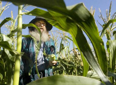 
Dave Gilbert, a Spokane Valley farmer, picks corn in one of his fields on Thursday. 
 (Photos by Joe Barrentine / The Spokesman-Review)