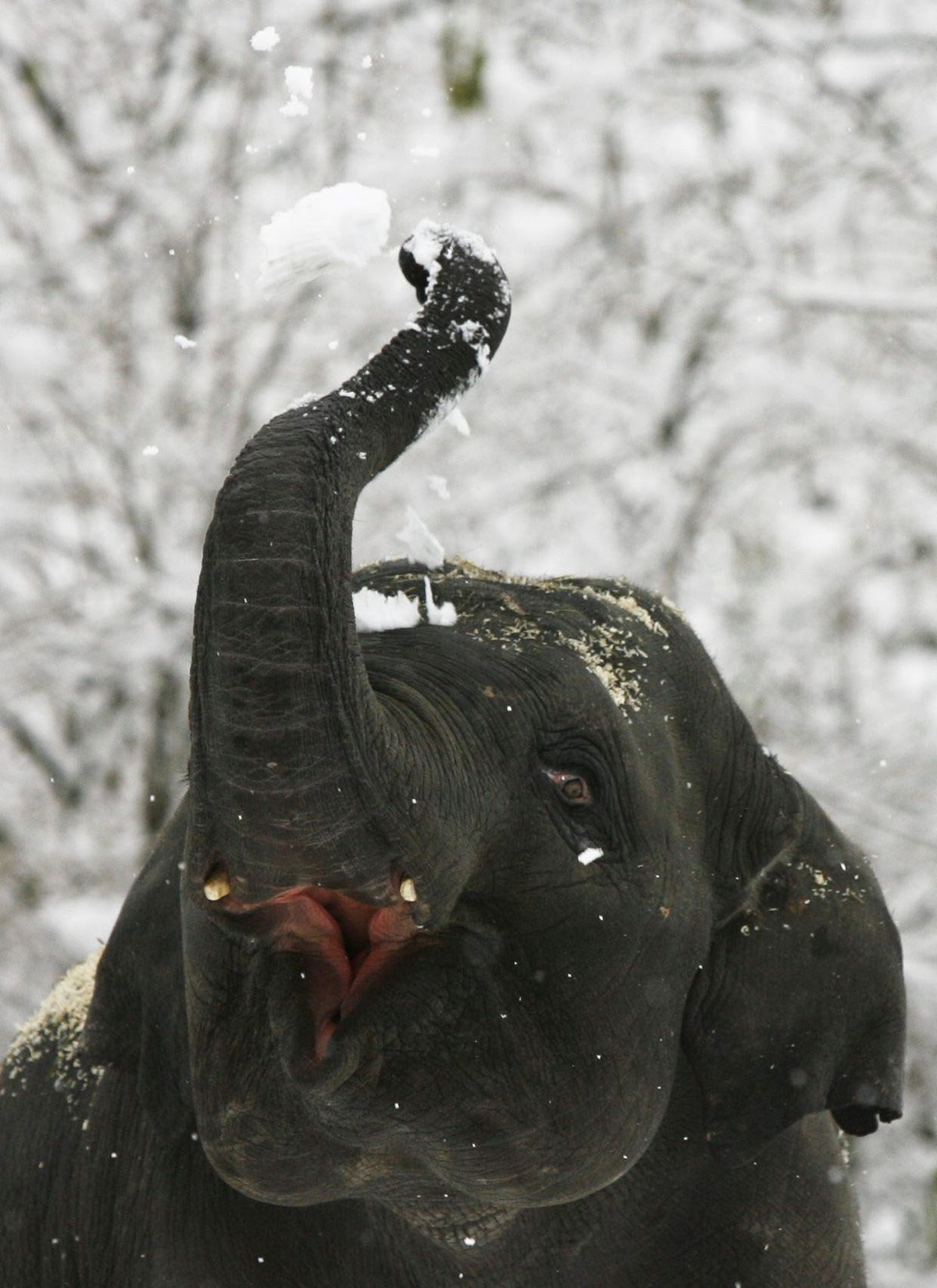 An elephant plays with the fresh fallen snow in the zoo of Zurich, Wednesday, Dec. 17, 2008. (Steffen Schmidt / AP)