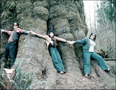 Klootchy Creek spruce weathered centuries of storms and tourists. (FILE cira 1976 / The Spokesman-Review)