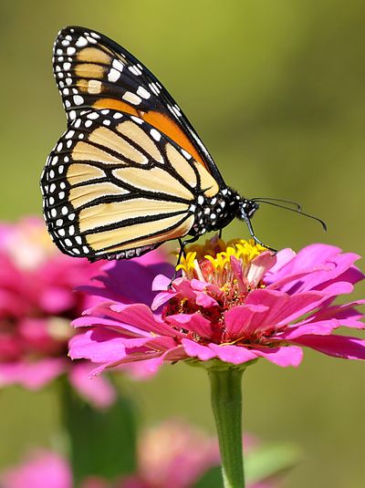 A monarch butterfly sits atop a flower at the Dillingham Garden in Enid, Okla., in 2011. (Associated Press)