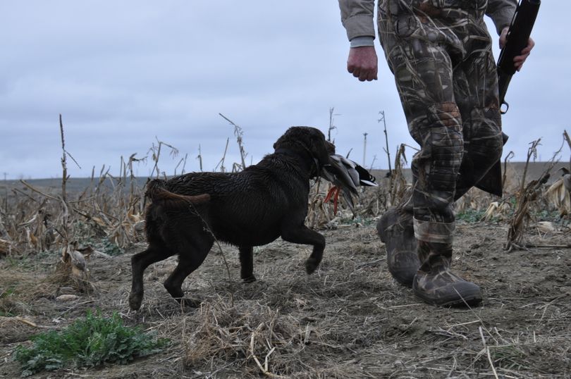 A retriever fetches a duck for a waterfowl hunter near the Columbia River. (Rich Landers)