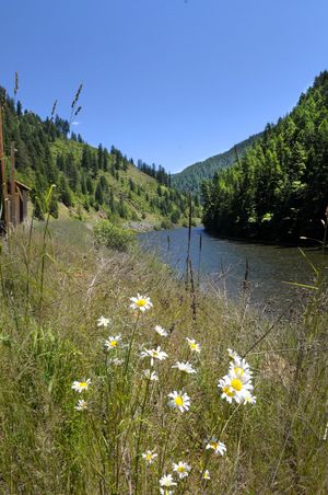 Daisies line the St. Joe River outside Avery, Idaho, where hundreds of people tried to take sanctuary during the Great Fire of 1910. (Christopher Anderson / The Spokesman-Review)