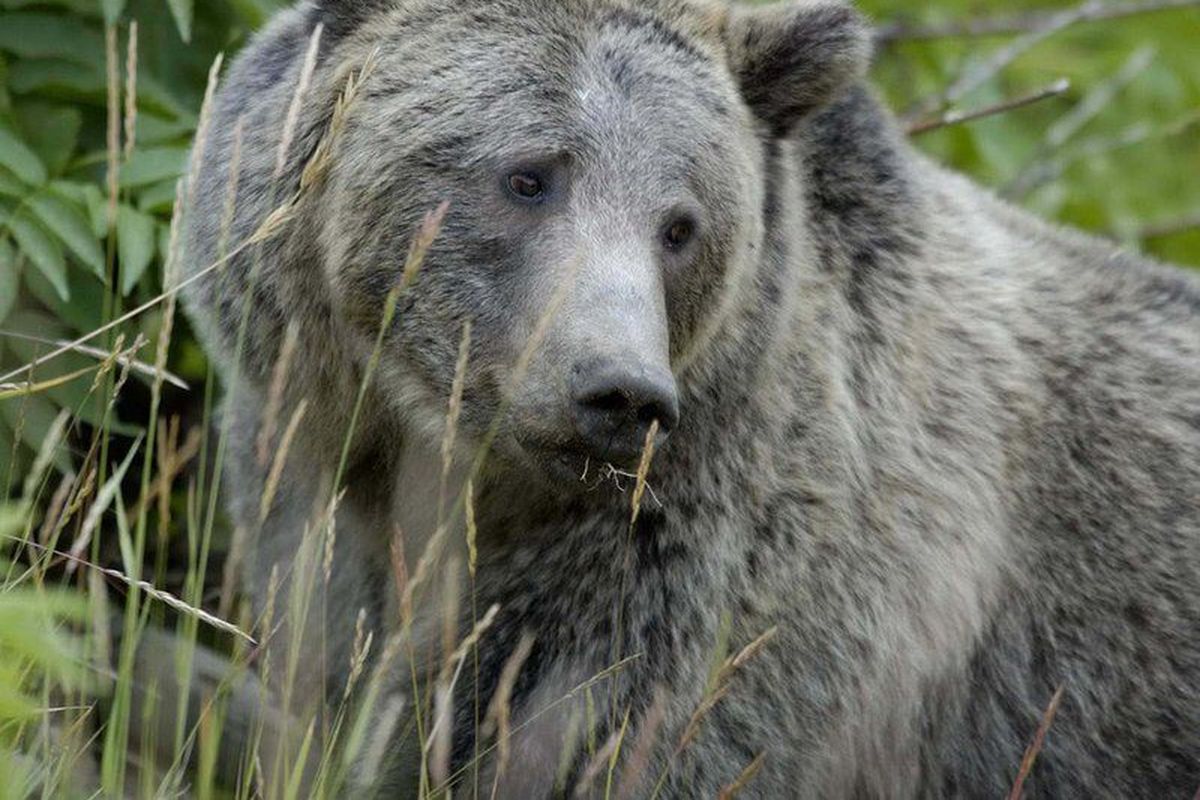 Estimating grizzly bear populations has become more precise.  (AP)
