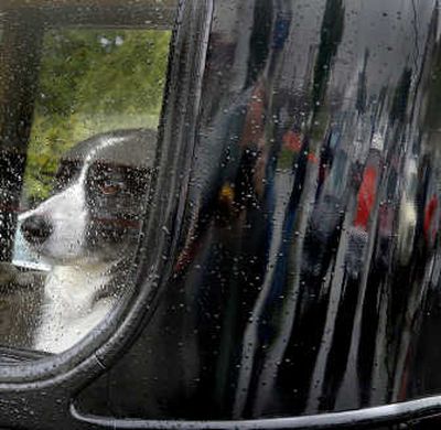 
Pack finds a dry spot to wait out the rain  Saturday at the 2nd Annual Millwood Classic Cruise to End Hunger. 
 (Photos by Christopher Anderson / The Spokesman-Review)