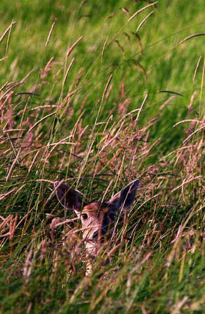 
Whitetail, the most common deer in our region, are adaptable and take advantage of every feeding opportunity.
 (Associated Press / The Spokesman-Review)