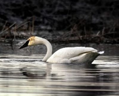 This male trumpeter swan, dubbed Solo, returned to Turnbull National Wildlife Refuge for 34-47 for years until he disappeared in the winter of 2010-2011. (FILE The Spokesman-Review)