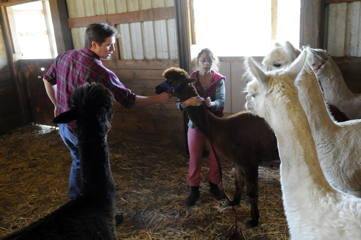 Jerry Ladd tries to calm an alpaca before trimming its hooves at Diane Clark’s Eyeful Tower Ranch near Saltese Flats in Spokane Valley. He started Tri-Ply Fibers to focus on quality wool harvesting, including shearing, fleece preparation and hand-spinning. (J. BART RAYNIAK)