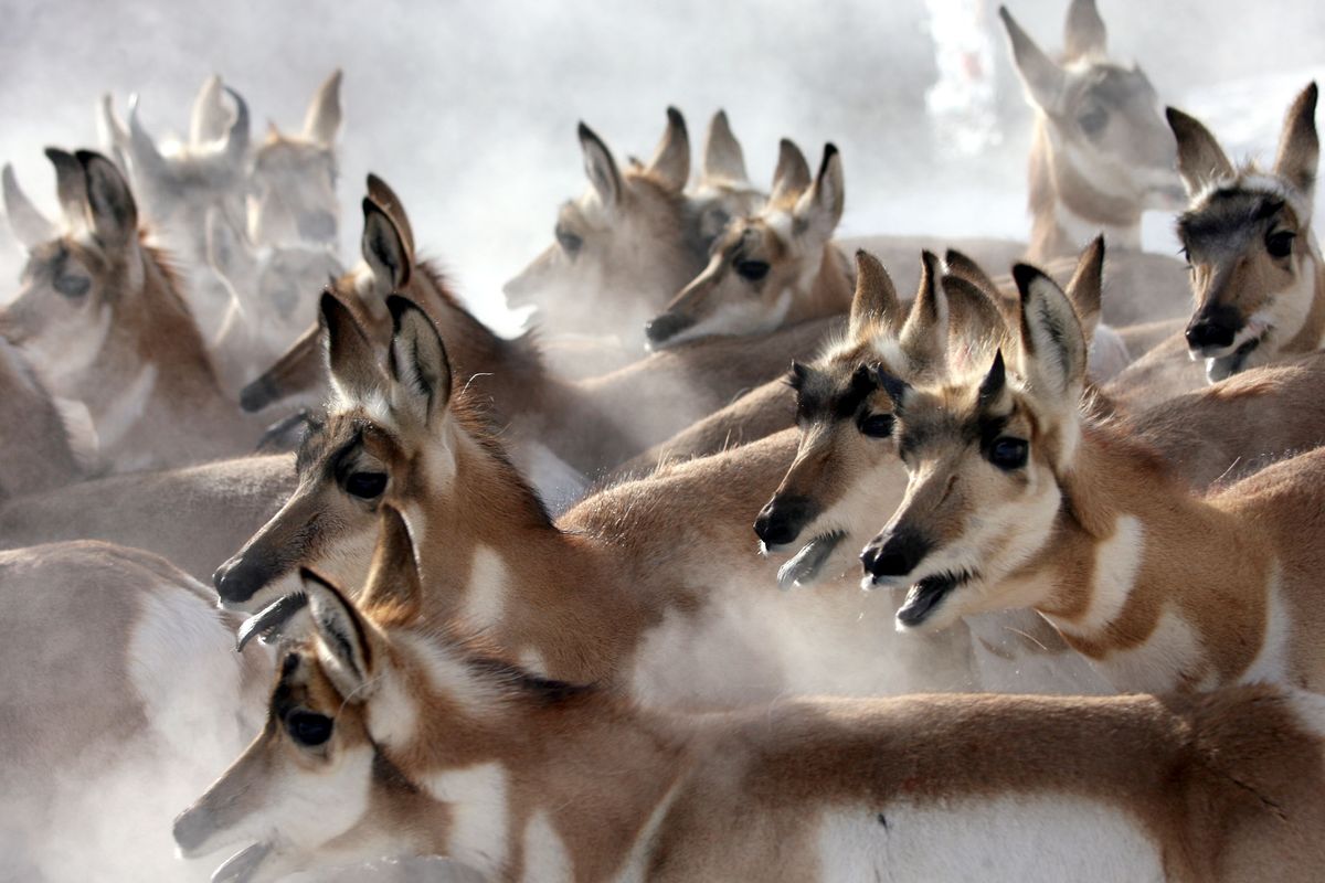 Pronghorns were herded by helicopter in Nevada on Jan. 15 before being netted and captured for transfer to Washington, where 99 of the prairie speedsters were released on the Yakama Indian Reservation.  (Associated Press)