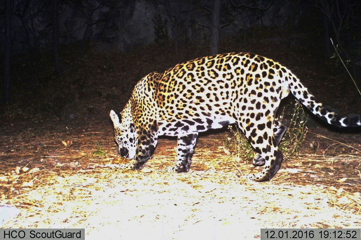 Habitat destruction and highways mean the reestablishment of jaguars north of the U.S.-Mexico border would be unlikely without human intervention.  (HOGP)