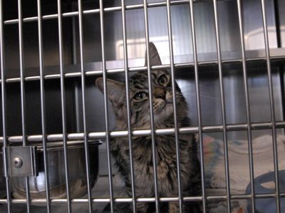 An unnamed cat, above, and Sisco, left, are among pets that will be waiting to be adopted during the Super Pet Adoption Festival this weekend.  . (J. Rayniak / The Spokesman-Review)