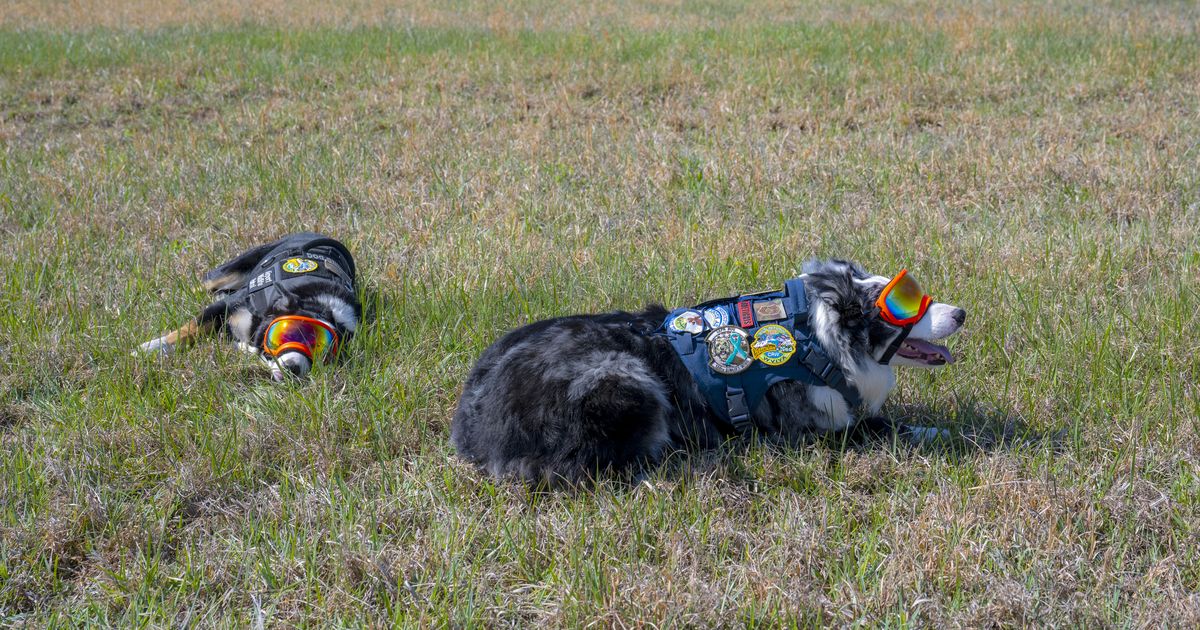 The hardest-working staff at the airport? These two good boys.