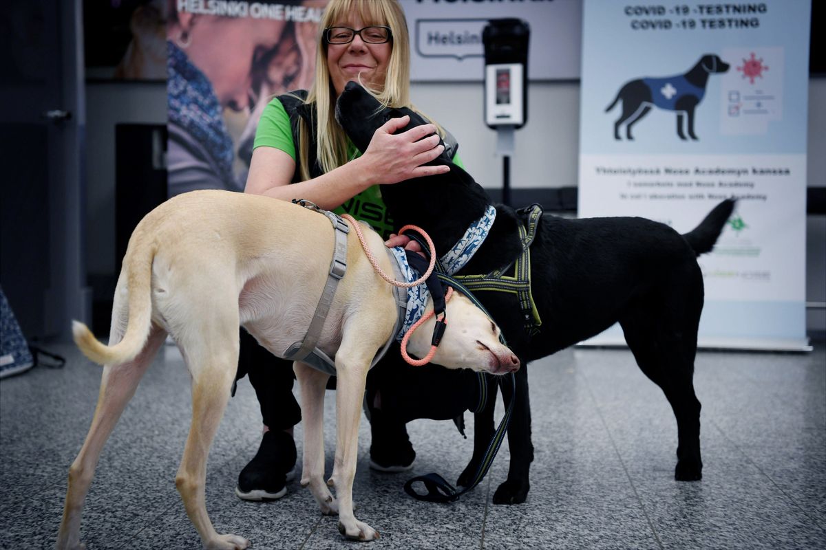 Sniffer dogs named K’ssi, left and Miina react with trainer Susanna Paavilainen on Tuesday at the Helsinki airport in Vantaa, Finland.  (Antti Aimo-Koivisto)