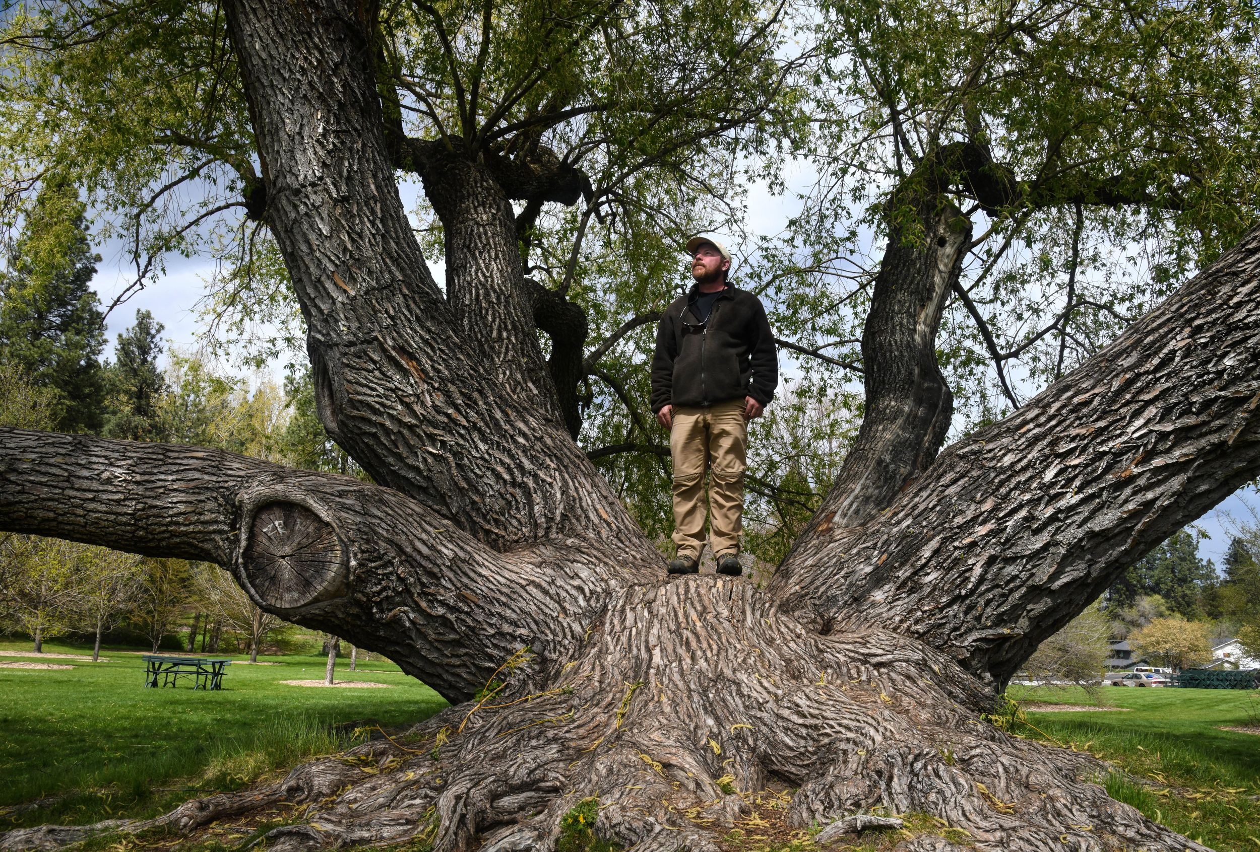 Trees that are centuries old help tell story of Spokane The Spokesman