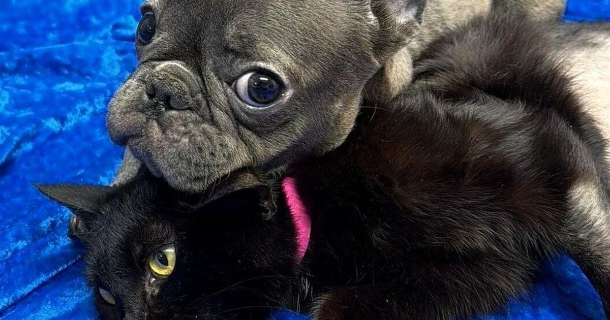 Three-legged dog and cat inseparable at hospital are adopted together