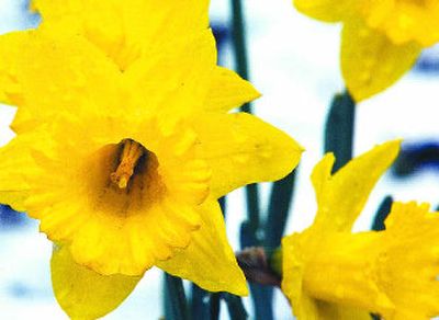 
When daffodils bloom in the Inland Northwest, it's a sure sign that winter has run its course.
 (Christopher Anderson/ / The Spokesman-Review)