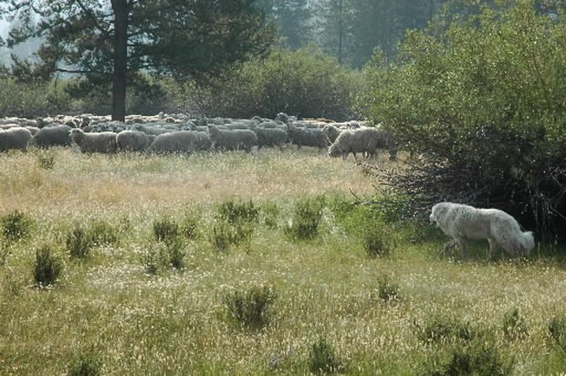 A great Pyrenees guard dog keeps a watchful eye over a large band of ewes at Lava Lake Land & Livestock, grazing near the North Fork of the Big Lost River northeast of Ketchum, Idaho, to help keep the sheep from falling prey to wolves. (Jason Kauffman / Associated Press)