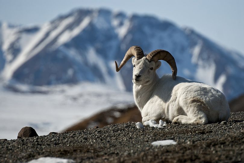 A Dall sheep ram rests in Denali National Park. (Denali National Park and Preserve )