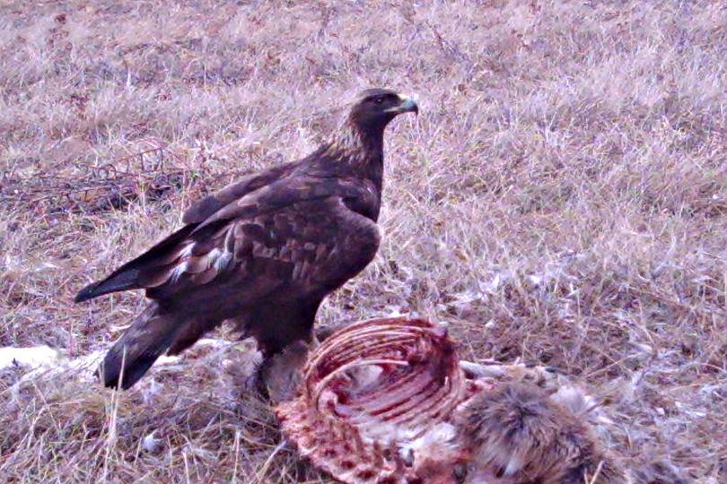 Spokane-area birdwatcher Ron Dexter used a remote motion-activated camera to photograph this golden eagle on a deer carcass in the Mount Spokane foothills. (Ron Dexter / Courtesy photo)