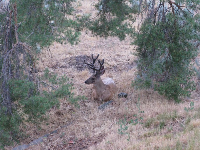 Deer rests under a tree in the Boise foothills on Thursday morning (Betsy Z. Russell)