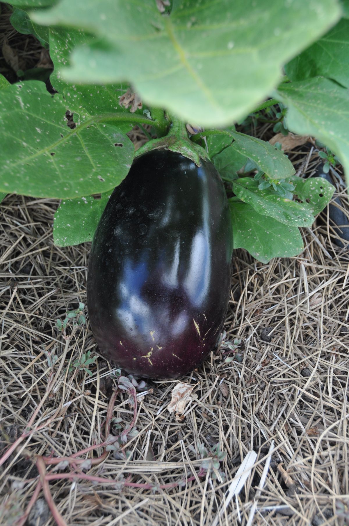 Eggplant are best harvested when they are a good size but still have shiny skins. Use a pair of pruners to cut them from the plant.  (Pat Munts/For The Spokesman-Review)