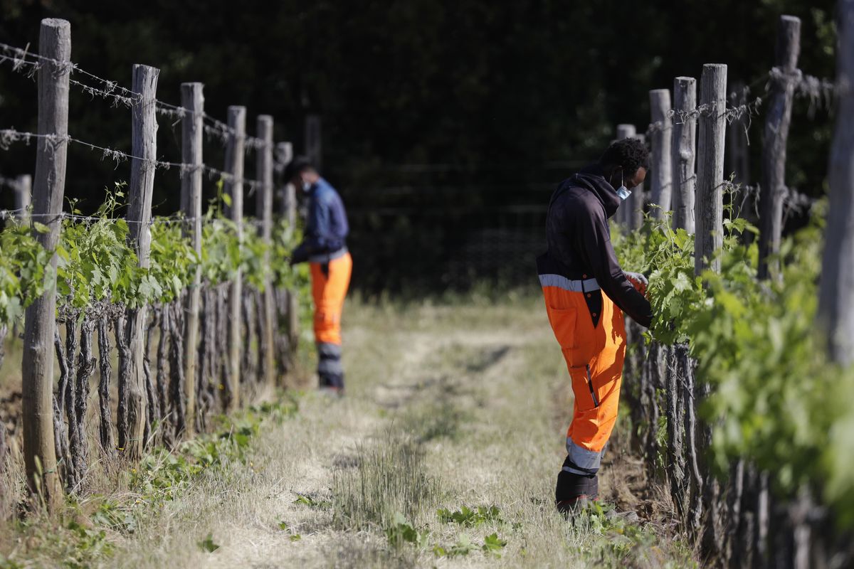 Yahya Adams, of Ghana, right, and Jawad Jawad, of Pakistan, work on a grapevine on May 27 at the Nardi vineyard in Casal del Bosco, Italy.  (Gregorio Borgia)