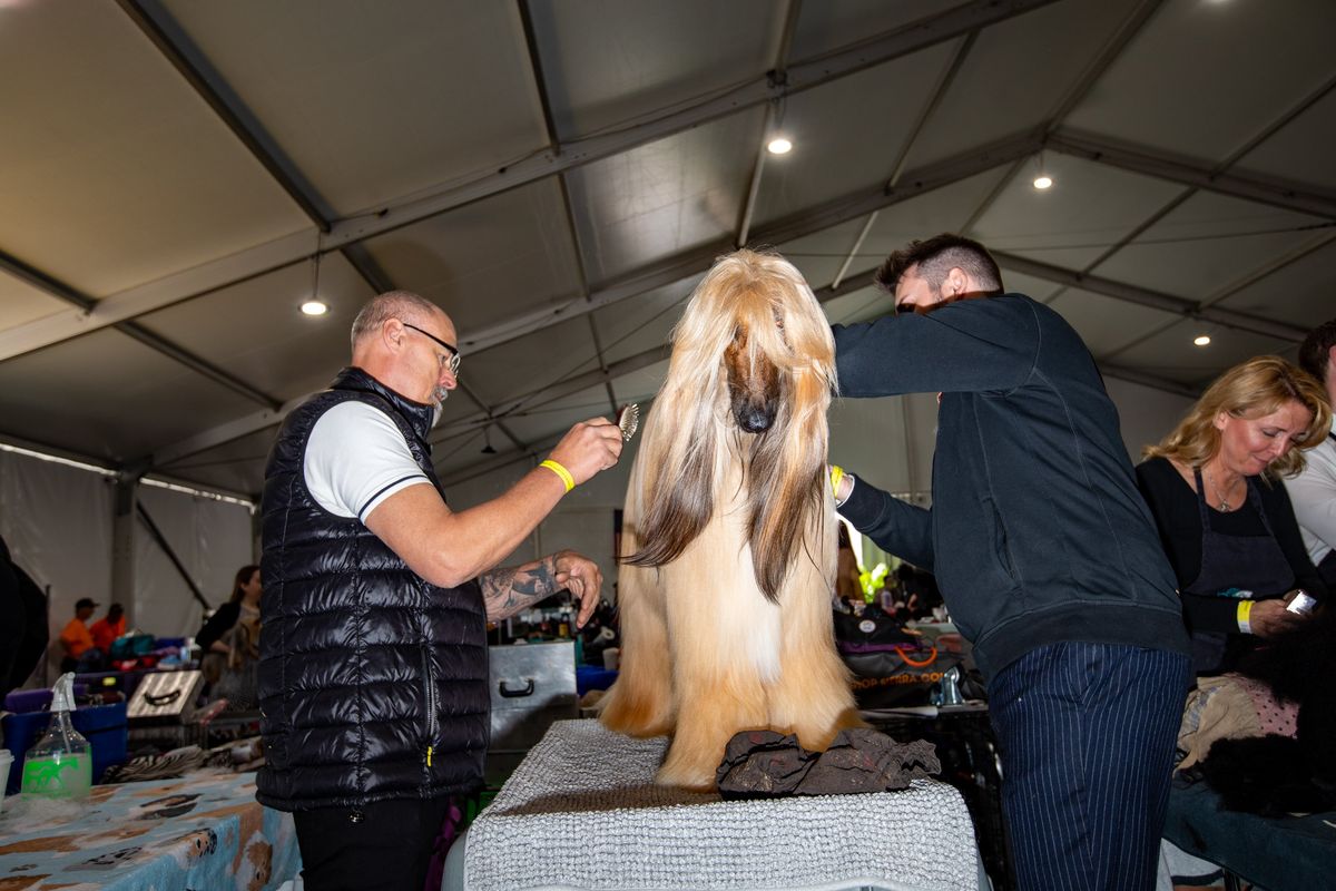 An Afghan Hound in the grooming tent at the 147th Annual Westminster Kennel Club Dog Show in May.  (Peter Fisher/For the Washington Post)