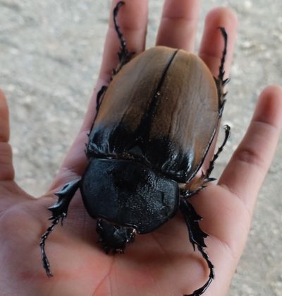 An elephant beetle is about the same size as a man’s hand.  (Courtesy of iNaturalist)