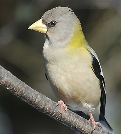 Female evening grosbeak photographed in Maine during the 2011 Great Backyard Bird Count. (Great Backyard Bird Count)