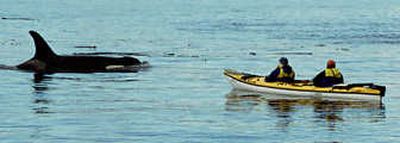 
Sea Kayak Adventures based in Coeur d'Alene guides paddlers to British Columbia waters where the orcas roam. Photo courtesy of Sea Kayak Adventures
 (Photo courtesy of Sea Kayak Adventures / The Spokesman-Review)