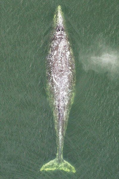 An aerial image in May 2020 shows Earhart, a gray whale, in northern Puget Sound.  (Seattle Times)