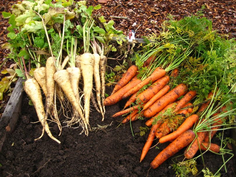 Parsnips and carrots are root crops that can be started in the garden now and harvested in the fall. Special to  (SUSAN MULVIHILL Special to)