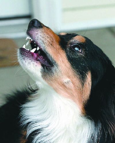 
Periodontal disease is the most common dental disease in pets. In the early stages, bacteria and saliva form plaque on the teeth, causing inflammation of the gums (gingivitis). 
 (File / / The Spokesman-Review)