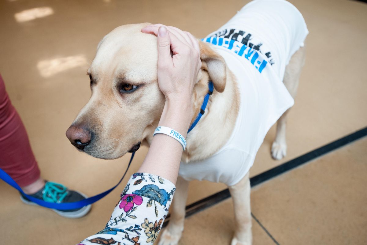 Marietta Backman, a Riverside High  counselor volunteering at Freeman pets Skipper, a courthouse facility dog visiting Freeman on Friday with handler Meghan Davidson in the wake of last week’s school shooting  at Freeman Rockford, Wash. (Tyler Tjomsland / The Spokesman-Review)