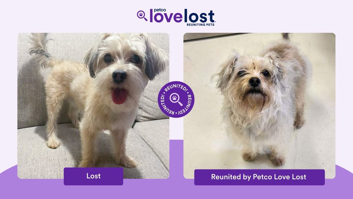 Ziggy, a dog from Watsonville, California, was found through artificial intelligence five months after he ran away. (Petco Love) 