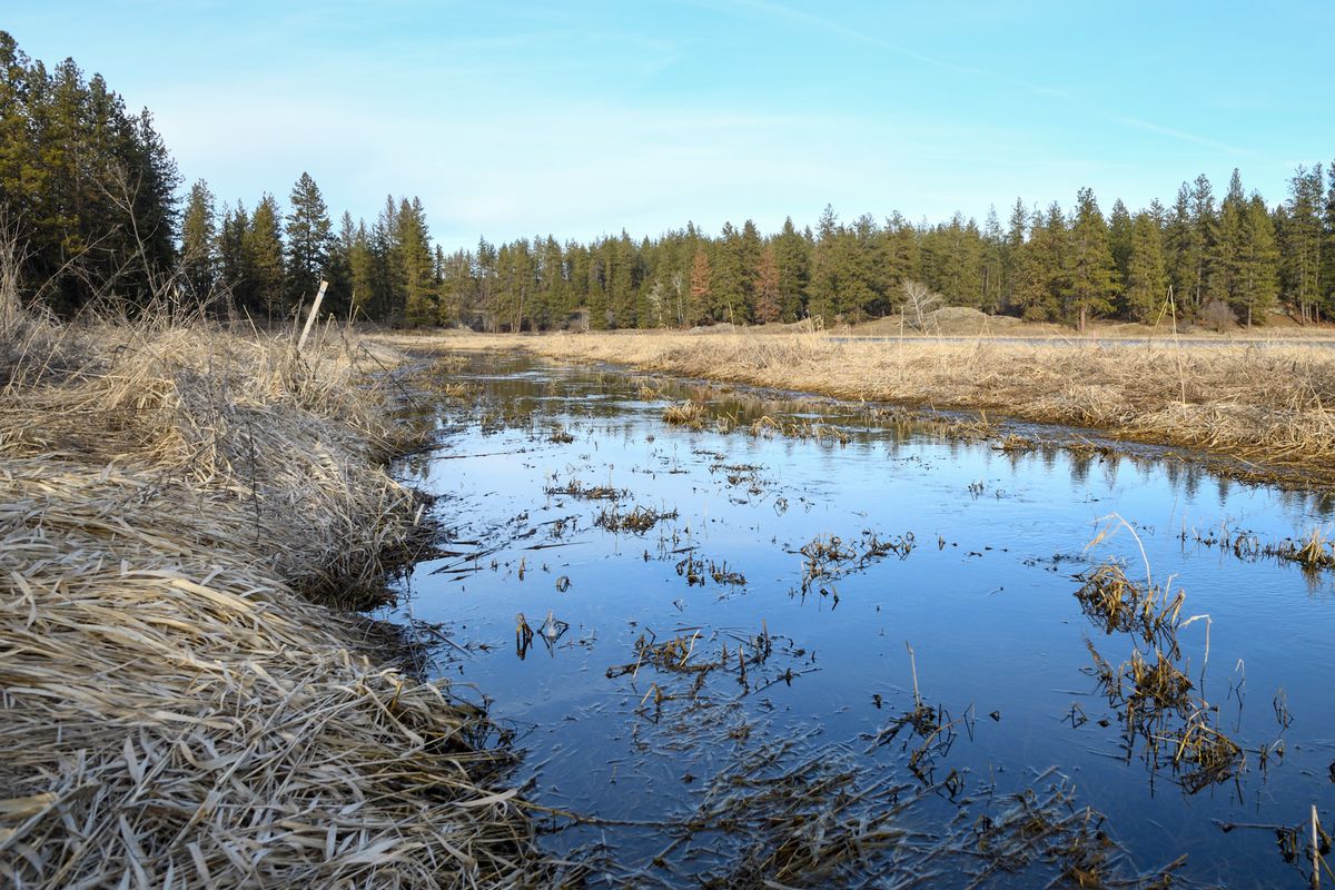 Minnie Creek, shown Thursday, flows through a Spokane County property that soon will be turned into a wetland.  (Colin Tiernan/The Spokesman-Review)